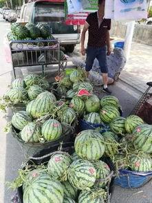 南京交院吃瓜事件,校园风波背后的真相揭秘