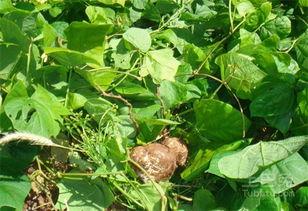 秃瓜怎么吃,解锁美味新境界