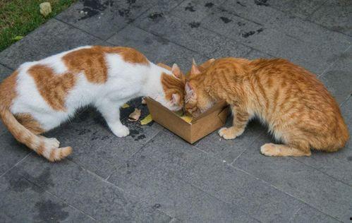 流浪猫吃瓜图片,诠释城市角落的温馨瞬间