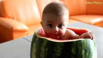 《宝宝吃瓜》后续剧情,瓜田奇遇，宝宝成长记