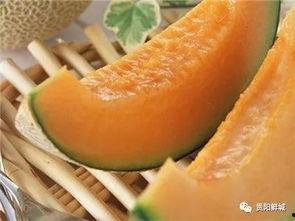 哈蜜瓜吃瓜,尽享夏日甜蜜滋味