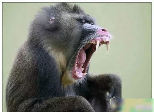 山魈吃瓜,揭秘森林中的神秘食客