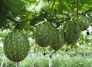 出差吃瓜图片大全,趣味吃瓜瞬间大盘点