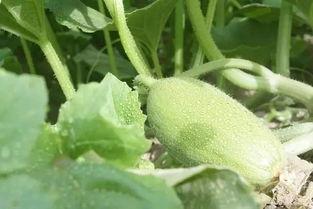 盼盼新疆行吃瓜,盼盼的甜蜜瓜果之旅