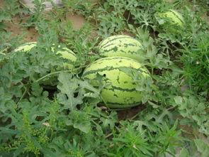 成大最新吃瓜事件,揭秘校园风云事件背后的真相