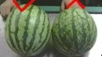 吃瓜的小岛,探寻神秘岛屿的瓜界传奇