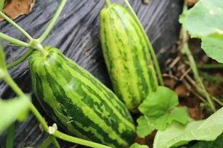 带你吃瓜意思不变