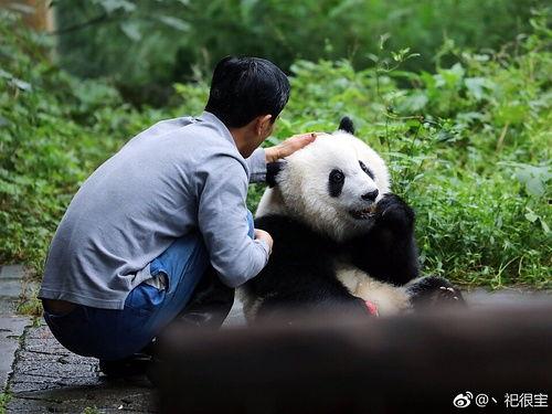 吃瓜奶爸,揭秘育儿界的趣味与智慧