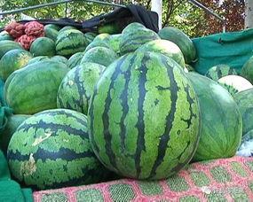 天涯上怎样吃瓜,轻松解锁网络热议美食之旅