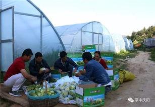 项城吃瓜群众,吃瓜群众的热议焦点