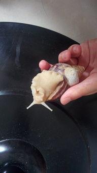 吃瓜蜗牛,揭秘美食界的“慢生活”哲学